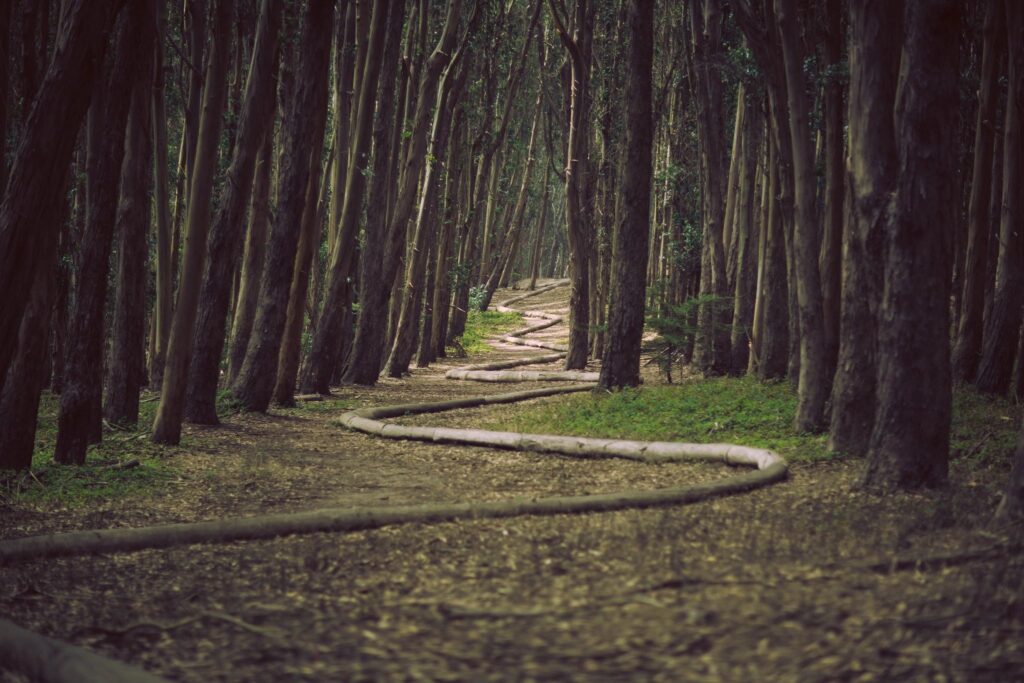 Path through trees